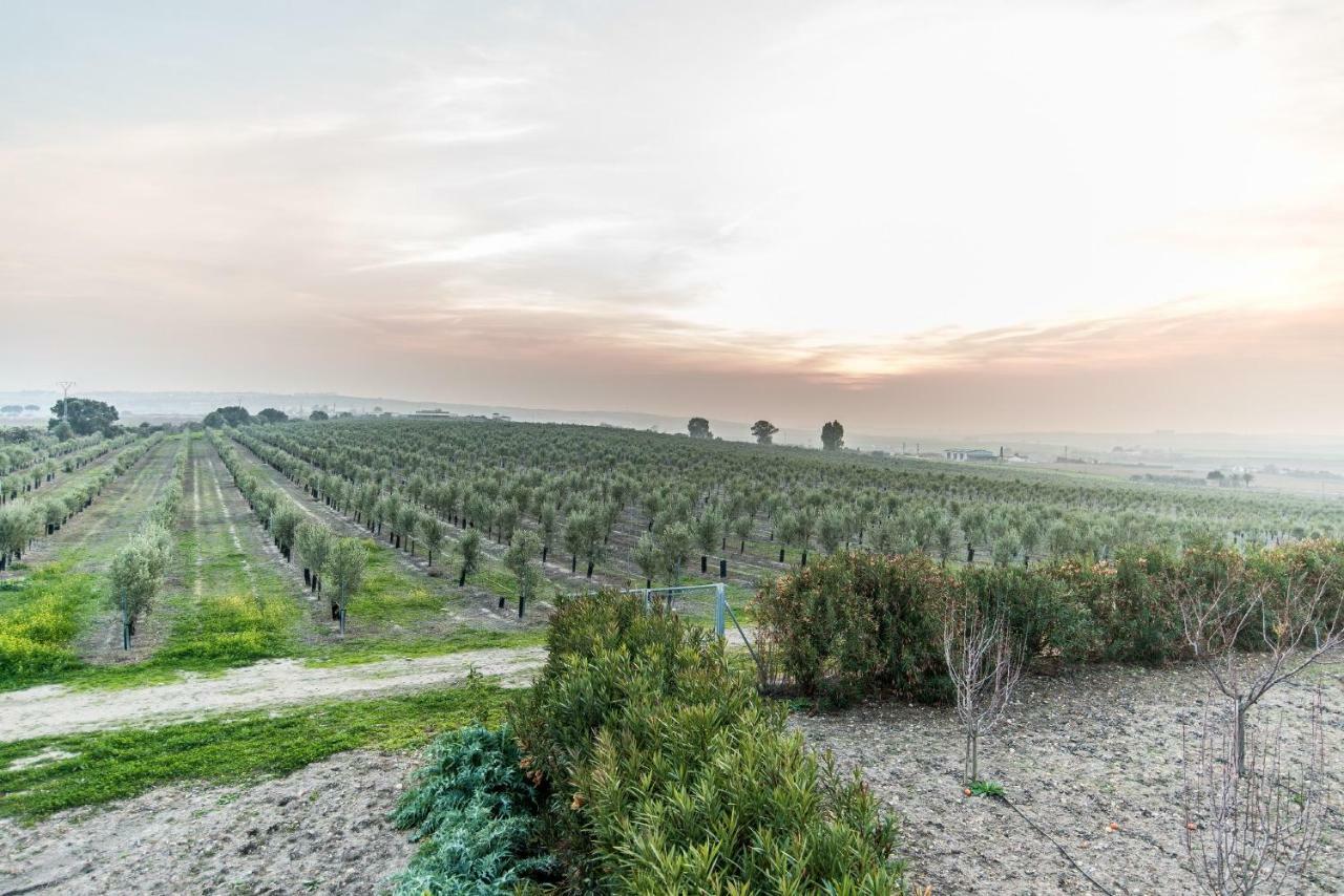 Vivienda Rural Olivar De San Telmo Arcos de la Frontera Dış mekan fotoğraf