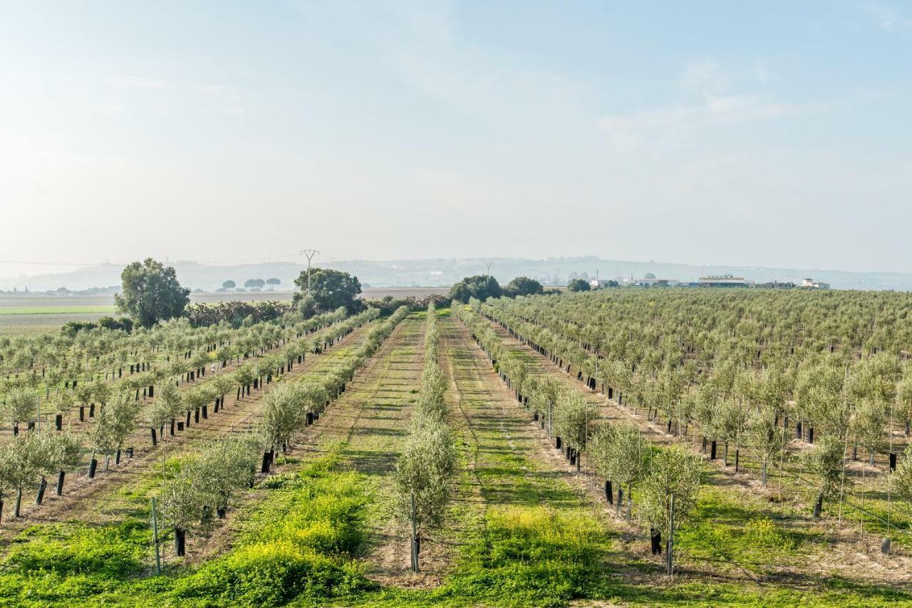 Vivienda Rural Olivar De San Telmo Arcos de la Frontera Dış mekan fotoğraf