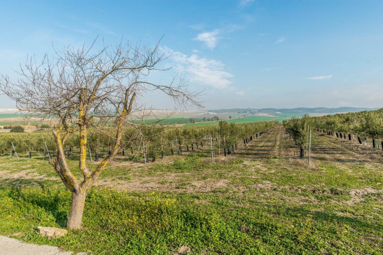 Vivienda Rural Olivar De San Telmo Arcos de la Frontera Dış mekan fotoğraf